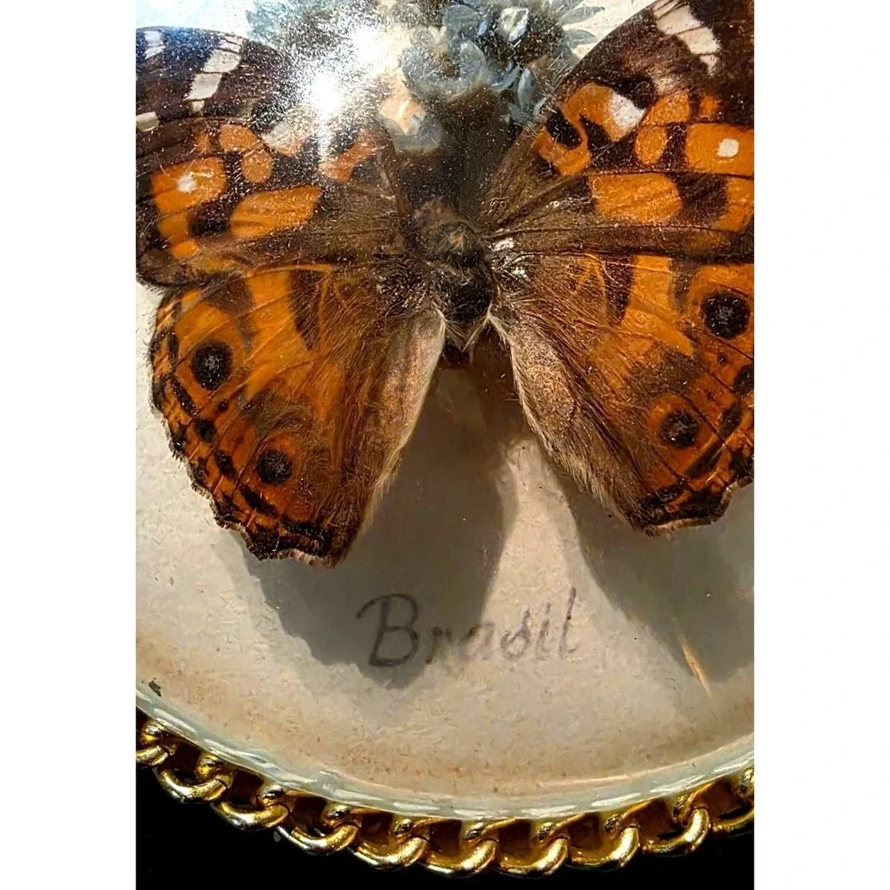 Vintage Trinket Box Butterfly Taxidermy Round Dried Flowers & Brazil Red Felt li